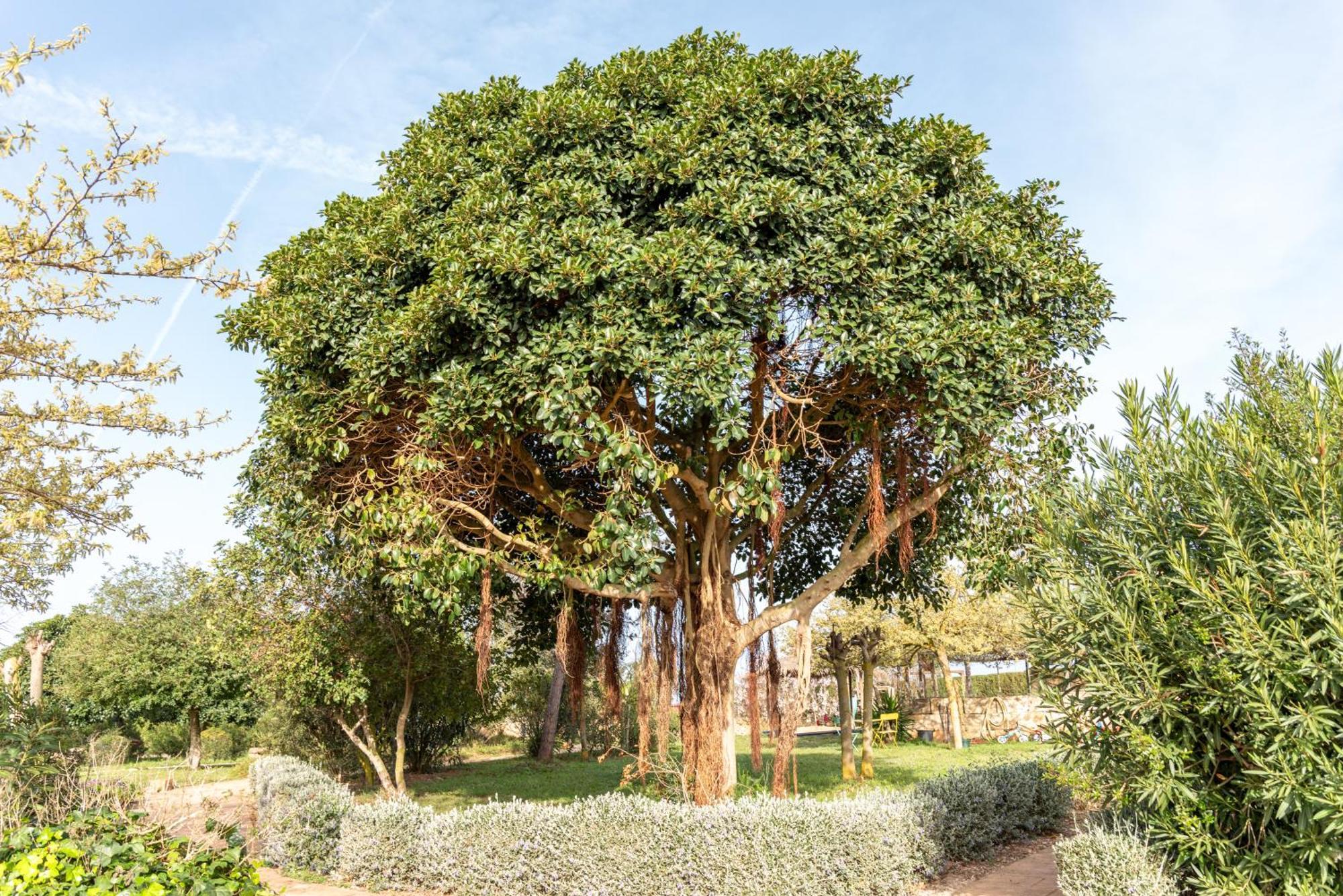 סון סרה דה מרינה Agroturismo Can Pere Rei מראה חיצוני תמונה